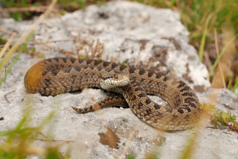 Vipera ursini e Podarcis muralis